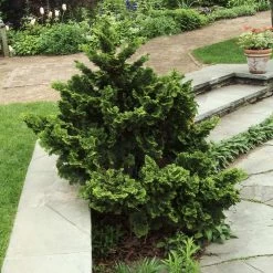 Dwarf Hinoki Cypress Shrub 9 Dwarf Hinoki Cypress Shrub -Garden-Plants Dwarf Hinoki Cypress 3