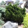 Dwarf Hinoki Cypress Shrub -Garden-Plants Dwarf Hinoki Cypress 600x600 cac0050d 9e2c 4c5e 9007 df543b90c8f8