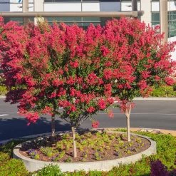 Dynamite Crape Myrtle -Garden-Plants Dynamite Crape Myrtle single trunk