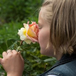 Euphoria® Rose Shrub 9 Euphoria® Rose Shrub -Garden-Plants EUphoria Rose Tree 1