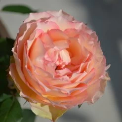 Euphoria® Rose Shrub 10 Euphoria® Rose Shrub -Garden-Plants EUphoria Rose Tree 2