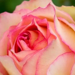 Euphoria® Rose Shrub 11 Euphoria® Rose Shrub -Garden-Plants EUphoria Rose Tree 3