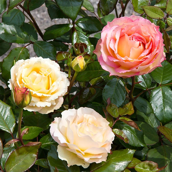 Euphoria® Rose Shrub 3 Euphoria® Rose Shrub
