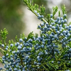 Eastern Red Cedar Tree -Garden-Plants Eastern Red Cedar 2 FGT