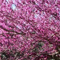 Eastern Redbud -Garden-Plants Eastern Redbud 2
