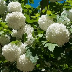 Eastern Snowball Bush -Garden-Plants Eastern Snowball 3 FGT