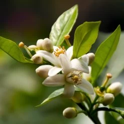 EasyPeel Clementine Tree 9 EasyPeel Clementine Tree -Garden-Plants Easy Peel Clementine 5