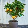 EasyPeel Clementine Tree -Garden-Plants Easy Peel Clementine FGT 600x600 7715f8b8 7ade 444c b849 5c8b79e452e4