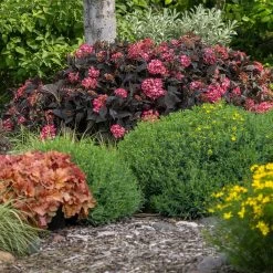 Eclipse® Bigleaf Hydrangea -Garden-Plants Eclipse Mophead 4