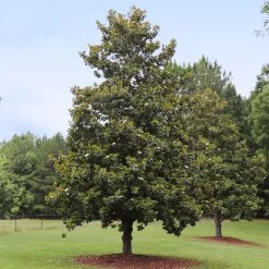 Edith Bogue Magnolia 7 Edith Bogue Magnolia -Garden-Plants Edith Bogue magnolia 1