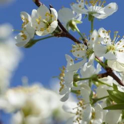 Elephant Heart Plum Tree -Garden-Plants Elephant Heart Plum 2