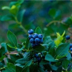 Elliot Blueberry Bush -Garden-Plants Elliot Blueberry 450 D1