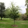 Emerald Flair Elm Tree -Garden-Plants Emerald Flair 600x600 537bca49 bcda 436c baea fab6477ae12c