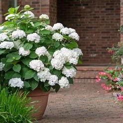 Endless Summer® Blushing Bride Bigleaf Hydrangea Shrub 10 Endless Summer® Blushing Bride Bigleaf Hydrangea Shrub -Garden-Plants Endless Summer Blushing Bride 3 FGT