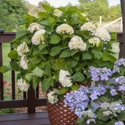 Endless Summer® Blushing Bride Bigleaf Hydrangea Shrub 11 Endless Summer® Blushing Bride Bigleaf Hydrangea Shrub -Garden-Plants Endless Summer Blushing Bride 5