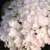 Endless Summer® Blushing Bride Bigleaf Hydrangea Shrub 2 Endless Summer® Blushing Bride Bigleaf Hydrangea Shrub -Garden-Plants Endless Summer Blushing Bride FGT 600x600 0ebe554a 6f66 4976 a54a 228202945329
