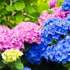 Endless Summer® Hydrangea Shrub -Garden-Plants Endless Summer Hydrangea 3 FGT