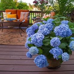 Endless Summer® Hydrangea Shrub -Garden-Plants Endless Summer Hydrangea 6