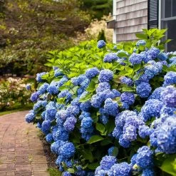 Endless Summer® Hydrangea Shrub -Garden-Plants Endless Summer Hydrangea 7 FGT