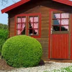 English Boxwood Shrub -Garden-Plants English Boxwood 6 FGT