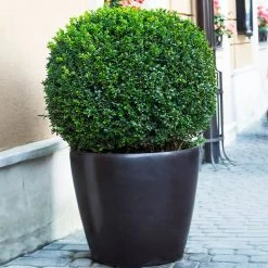 English Boxwood Shrub -Garden-Plants English Boxwood 9 FGT