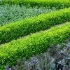 English Boxwood Shrub 2 English Boxwood Shrub -Garden-Plants English Boxwood FGT 600x600 859093e7 609f 4eba 869a 4dcbfc608a37