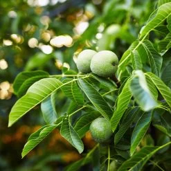 English Walnut Tree