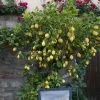 Eureka Lemon Tree -Garden-Plants Eureka Lemon Tree FGT 600x600 3a8a1077 aaa6 4ffe 8632 428190b262f6