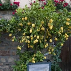 Eureka Lemon Tree