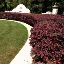 'Ever Red' Loropetalum 9 'Ever Red' Loropetalum -Garden-Plants Ever Red Lorepetalum 3