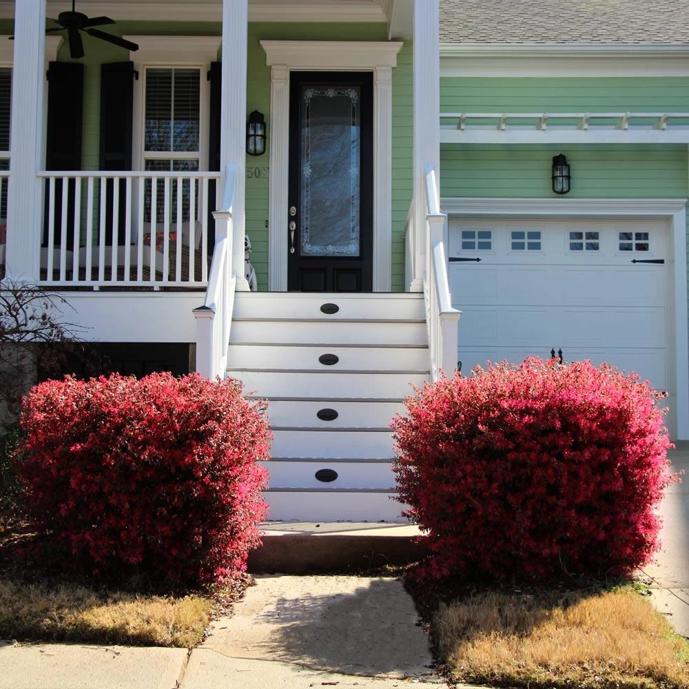 'Ever Red' Loropetalum 7 'Ever Red' Loropetalum - Image 5