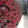 'Ever Red' Loropetalum -Garden-Plants Ever Red Lorepetalum FGT 600x600 047d9fa6 0bc7 421f be3c da3170e44193