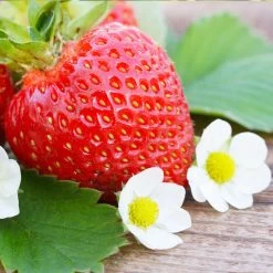 Everbearing Strawberry -Garden-Plants Everbearing Strawberry 3 FGT
