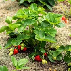 Everbearing Strawberry -Garden-Plants Everbearing Strawberry 5 FGT
