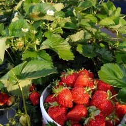 Everbearing Strawberry -Garden-Plants Everbearing Strawberry 6 BB