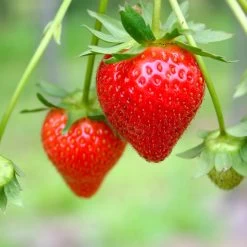 Everbearing Strawberry -Garden-Plants Everbearing Strawberry 7
