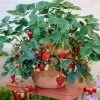 Everbearing Strawberry - USDA Organic 2 Everbearing Strawberry - USDA Organic -Garden-Plants Everbearing Strawberry FGT 600x600 f616e59f d9ca 4549 86ff 008da5033bba
