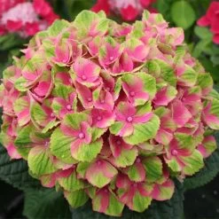 Everlasting® Amethyst Hydrangea Shrub -Garden-Plants Everlasting Amethyst Hydrangea 2