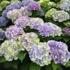 Everlasting® Amethyst Hydrangea Shrub 1 Everlasting® Amethyst Hydrangea Shrub -Garden-Plants Everlasting Amethyst Hydrangea 3