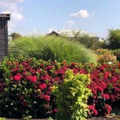 Everlasting® Crimson Ruby Hydrangea Shrub 8 Everlasting® Crimson Ruby Hydrangea Shrub -Garden-Plants Everlasting Crimson Ruby 1