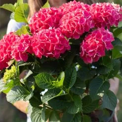 Everlasting® Crimson Ruby Hydrangea Shrub 9 Everlasting® Crimson Ruby Hydrangea Shrub -Garden-Plants Everlasting Crimson Ruby 4