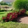 Everlasting® Crimson Ruby Hydrangea Shrub -Garden-Plants Everlasting Crimson Ruby FGT 600x600 c96daa38 25e0 4479 82e2 43e6cd49daaf