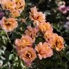 Eyeconic® Mango Lemonade Rose 1 Eyeconic® Mango Lemonade Rose -Garden-Plants Eyeconic Mango Lemonade FGT 600x600 a07d1777 4205 436b b693 30934f6283f0