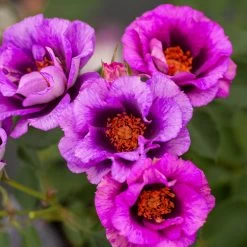 Eyeconic® Plum Lemonade Rose -Garden-Plants Eyeconic Plum Lemonade Rose 2