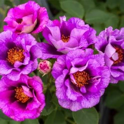 Front Page -Garden-Plants Eyeconic Plum Lemonade Rose 3 FGT