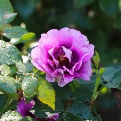 Eyeconic® Plum Lemonade Rose -Garden-Plants Eyeconic Plum Lemonade Rose 4