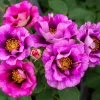 Eyeconic® Plum Lemonade Rose 1 Eyeconic® Plum Lemonade Rose -Garden-Plants Eyeconic Plum Lemonade Rose FGT 600x600 dbdd4acb 9c12 4137 a856 b68915f6acfd