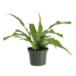 Crocodile Fern -Garden-Plants FER CRO 6