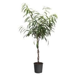 Ficus Alii Braid Plant -Garden-Plants FIC BRA 23 3