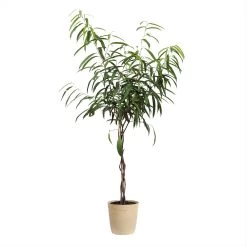 Ficus Alii Braid Plant -Garden-Plants FIC BRA 23 3 beigedelilah